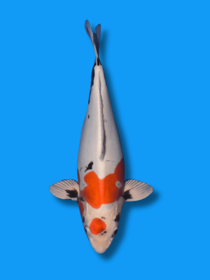 Beni Kikokuryu | Koi&Co.